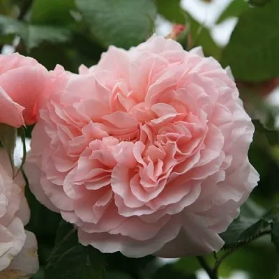 Саженцы роз РОЗ ДЕ ТОЛБИАК плетистая  Саженцы роз РОЗ ДЕ ТОЛБИАК плетистая в Уфе