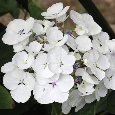 Гортензия ЛИБЕЛЛЕ крупнолистная  Гортензия ЛИБЕЛЛЕ крупнолистная в Уфе