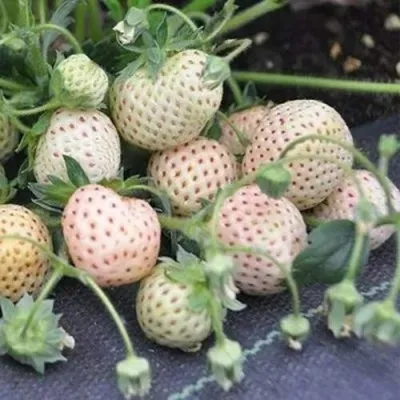 Клубника АНАНАСА ремонтантная в Уфе