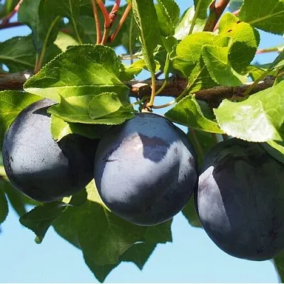 Слива ВОЛАТ  Слива ВОЛАТ в Уфе