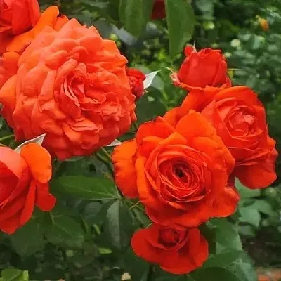 Саженцы роз МАЙНТАУЭР плетистая  Саженцы роз МАЙНТАУЭР плетистая в Уфе