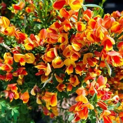 Ракитник АНДРЕАНУС  Ракитник АНДРЕАНУС в Уфе