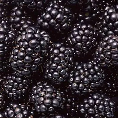 Ежевика ОРКАН бесшипная  Ежевика ОРКАН бесшипная в Уфе