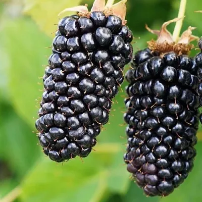 Ежевика КОЛАМБИЯ ГИГАНТ бесшипная  Ежевика КОЛАМБИЯ ГИГАНТ бесшипная в Уфе