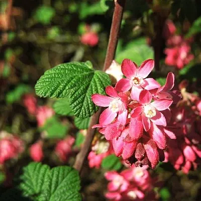Смородина кроваво-красная ПУЛБОРО СКАРЛЕТ   Смородина кроваво-красная ПУЛБОРО СКАРЛЕТ  в Уфе