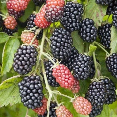 саженцы ежевики саженцы ежевики