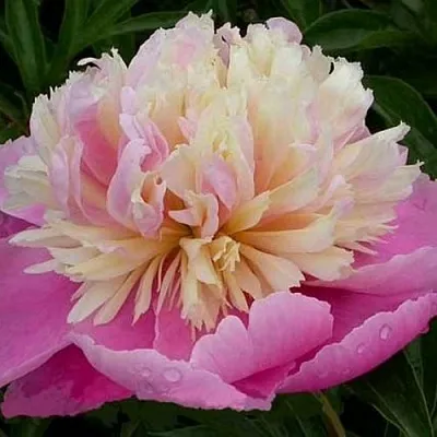 Пион ВЕСЕННЯЯ ПАЛИТРА травянистый  Пион ВЕСЕННЯЯ ПАЛИТРА травянистый в Уфе