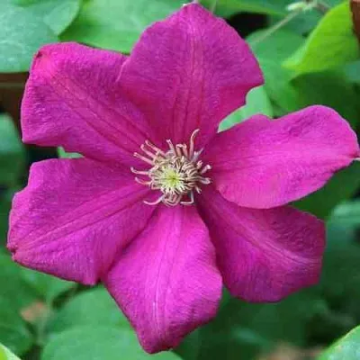 Клематис ЭРНЕСТ МАРКХАМ в Уфе