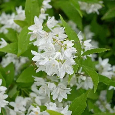 Дейция шершавая  Дейция шершавая в Уфе