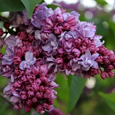 Сирень П.П.КОНЧАЛОВСКИЙ  Сирень П.П.КОНЧАЛОВСКИЙ в Уфе