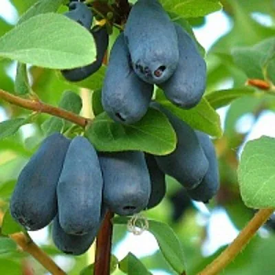 Жимолость съедобная ЮГАНА  Жимолость съедобная ЮГАНА в Уфе