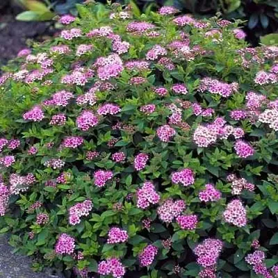 Спирея ЛИТЛ ПРИНЦЕСС японская  Спирея ЛИТЛ ПРИНЦЕСС японская в Уфе