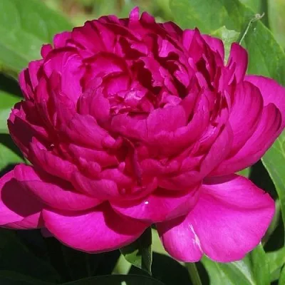 Пион БАРХАТ НОЧИ травянистый  Пион БАРХАТ НОЧИ травянистый в Уфе