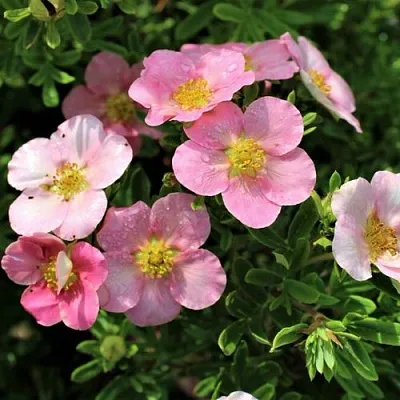 Лапчатка ЛАВЛИ ПИНК кустарниковая  Лапчатка ЛАВЛИ ПИНК кустарниковая в Уфе