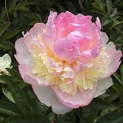 Пион РАСБЕРРИ САНДЕЙ травянистый  Пион РАСБЕРРИ САНДЕЙ травянистый в Уфе