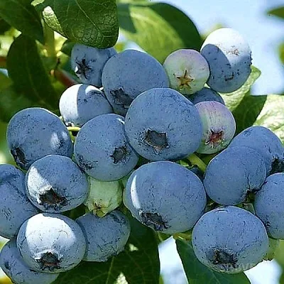 Голубика НУИ  Голубика НУИ в Уфе