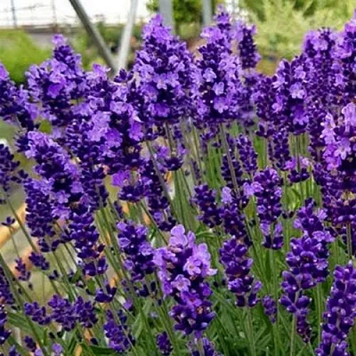 Лаванда ХИДКОТ БЛЮ узколистная  Лаванда ХИДКОТ БЛЮ узколистная в Уфе