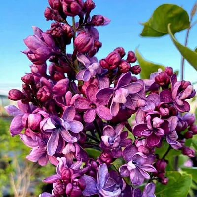 Сирень ВИОЛЕТТА  Сирень ВИОЛЕТТА в Уфе