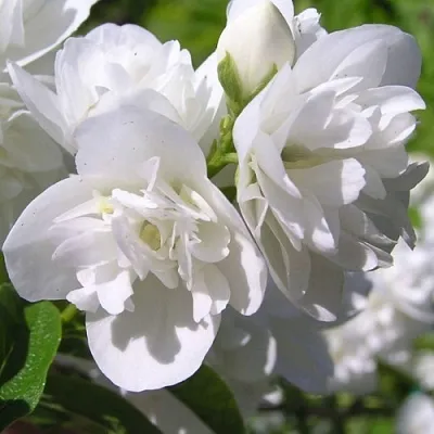 Жасмин ЖИРАНДОЛЬ  Жасмин ЖИРАНДОЛЬ в Уфе