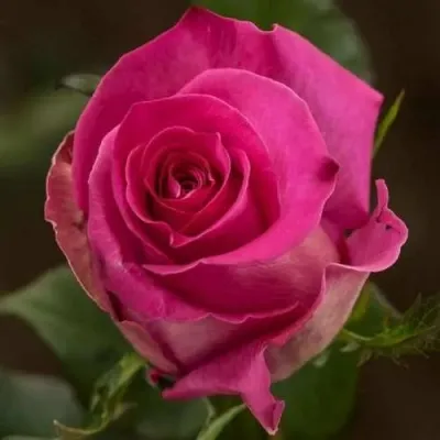 Саженцы роз ТОПАЗ чайно-гибридная — описание сорта Саженцы роз ТОПАЗ чайно-гибридная в Уфе