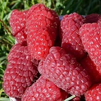 Малина САМОСВАЛ  Малина САМОСВАЛ в Уфе