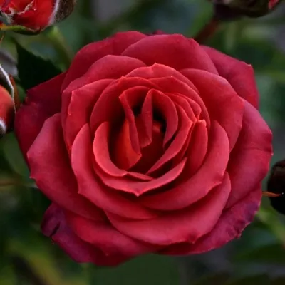 Саженцы роз ЧОКОЧИНО спрей  Саженцы роз ЧОКОЧИНО спрей в Уфе