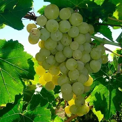 Виноград КИШМИШ МУСКАТНЫЙ в Уфе