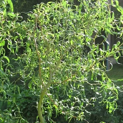 Ива МАТСУДАНА  Ива МАТСУДАНА в Уфе