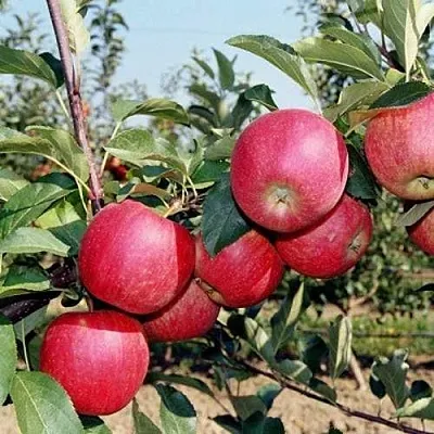 Яблоня АПОРТ в Уфе