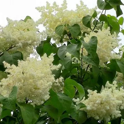 Сирень АМУРСКАЯ  Сирень АМУРСКАЯ в Уфе