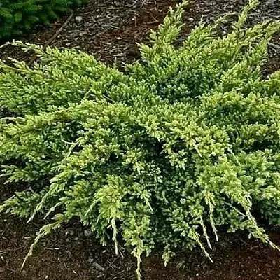 Можжевельник ДРИМ ДЖОЙ чешуйчатый  Можжевельник ДРИМ ДЖОЙ чешуйчатый в Уфе