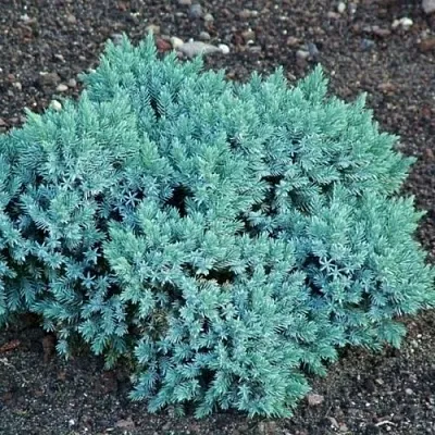 Можжевельник БЛЮ СТАР чешуйчатый  Можжевельник БЛЮ СТАР чешуйчатый в Уфе