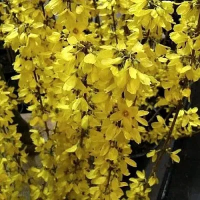 Форзиция ГОЛДРАУШ  Форзиция ГОЛДРАУШ в Уфе