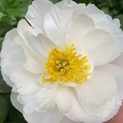 Пион ДУБЛИН травянистый  Пион ДУБЛИН травянистый в Уфе