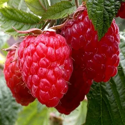 Малина КВЕЛЛИ  Малина КВЕЛЛИ в Уфе