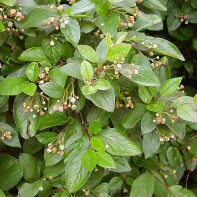 Кизильник блестящий — описание сорта Кизильник блестящий в Уфе