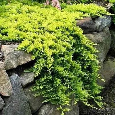 Можжевельник ГОЛДЕН КАРПЕТ горизонтальный  Можжевельник ГОЛДЕН КАРПЕТ горизонтальный в Уфе