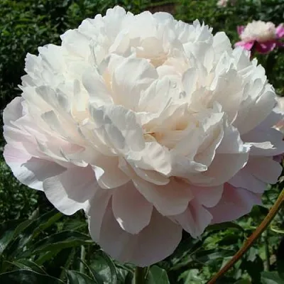 Пион ВОГ травянистый  Пион ВОГ травянистый в Уфе