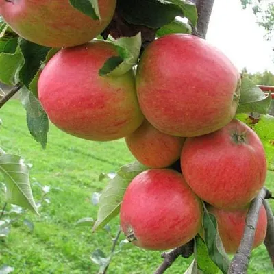 Яблоня ПИККОЛО в Уфе