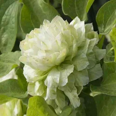 Клематис КОХАНА в Уфе