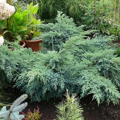 Можжевельник БЛЮ ШВЕД (СВИД) чешуйчатый  Можжевельник БЛЮ ШВЕД (СВИД) чешуйчатый в Уфе