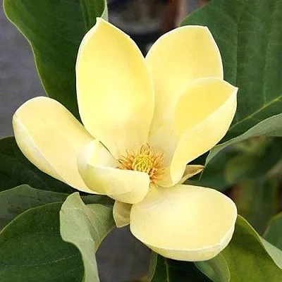 Магнолия ЕЛЛОУ ЛАНТЕРН в Уфе