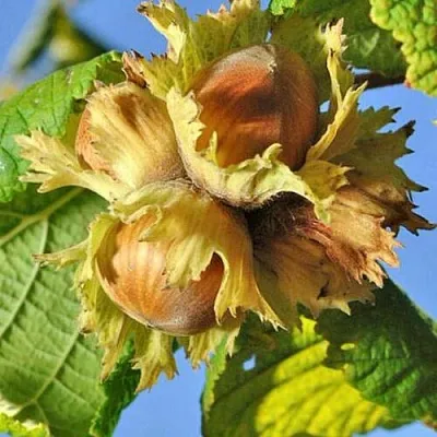 Фундук ТОНДА РОМАНА в Уфе