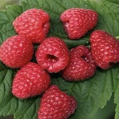 Малина ЗЮГАНА  Малина ЗЮГАНА в Уфе