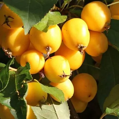 Яблоня ГОЛДЕН ХОРНЕТ декоративная  Яблоня ГОЛДЕН ХОРНЕТ декоративная в Уфе