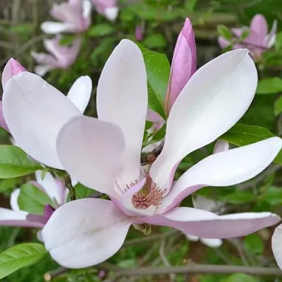 Магнолия ДЖОРДЖ ГЕНРИ КЕРН в Уфе