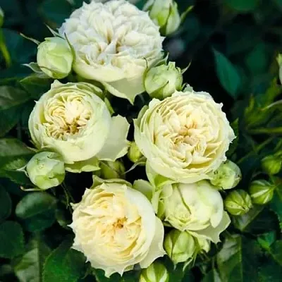 Саженцы роз БЛАНШЕТТ спрей  Саженцы роз БЛАНШЕТТ спрей в Уфе