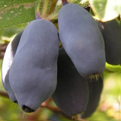 Жимолость съедобная КРУПНОПЛОДНАЯ  Жимолость съедобная КРУПНОПЛОДНАЯ в Уфе