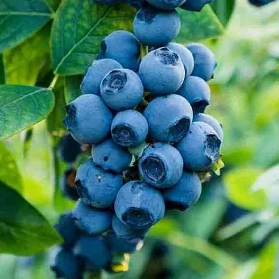 Голубика БОНИФАЦИЙ  Голубика БОНИФАЦИЙ в Уфе