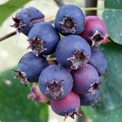 Ирга SLEYT в Уфе